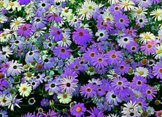 เดซี่ สวอน ริเวอร์ (Swan River Daisy) คละ / 10,000 เม็ด (UK)