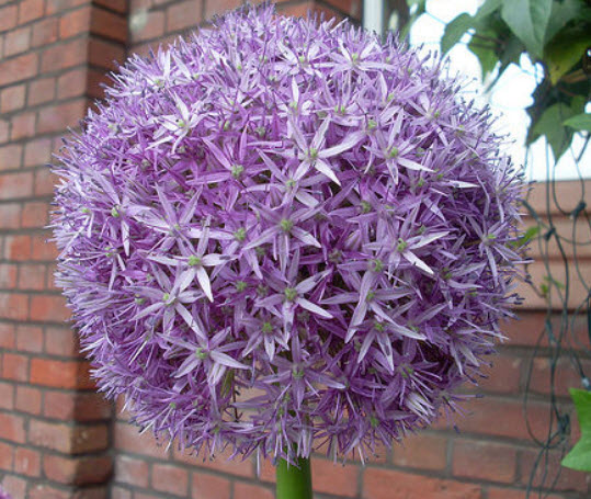 เปอร์เซียน สตาร์ (Star of Persia) / 5 เม็ด (France)