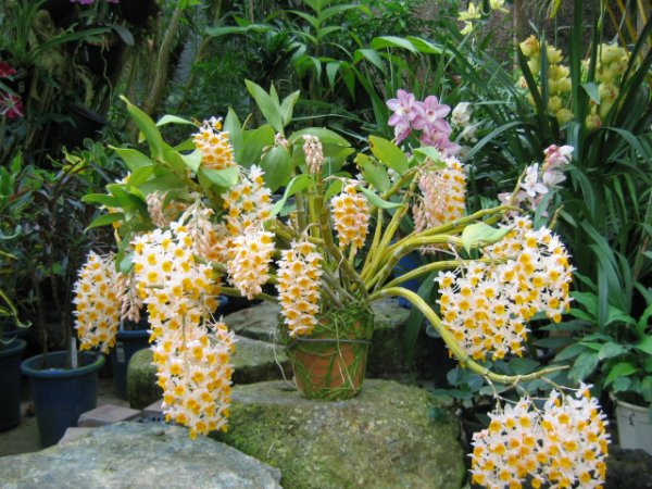 พิมพ์ตัดกล้วยไม้เอื้องผึ้ง,เอื้องหม่อนไข่(Aluminum mold cutter Dendrobium lindleyi Steud orchids.) สำเนา