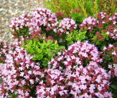 ออริกาโน (Oregano) / 5,000 เม็ด (France)