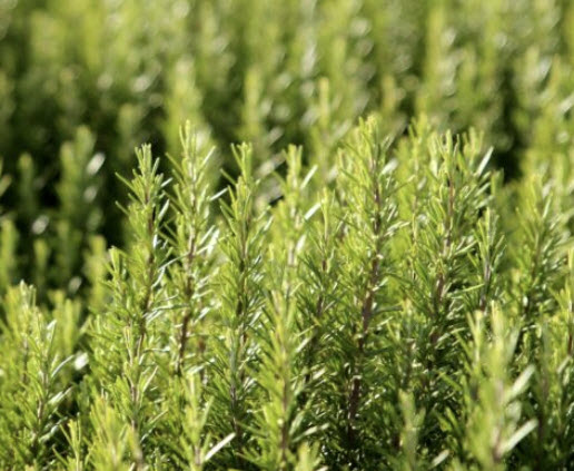 โรสแมรี่ (Rosemary) / 50 เม็ด (UK)*