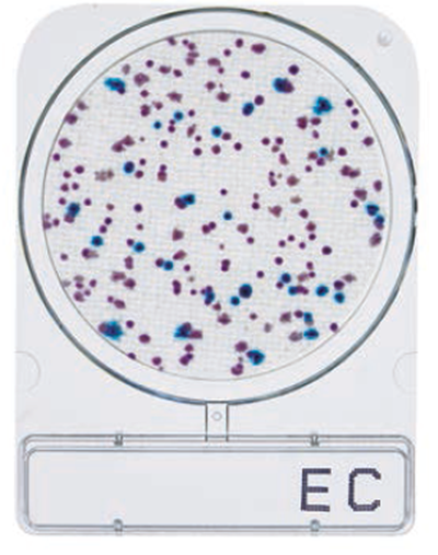 Compact Dry EC (สำหรับตรวจ E.coli และ Coliform)
