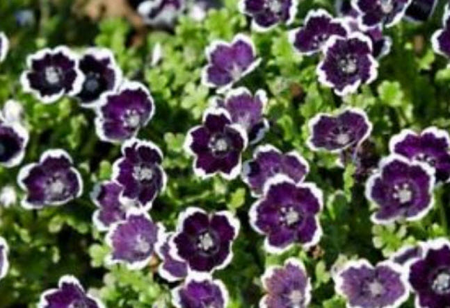 เนโมฟีลา - เพนนี แบล็ค (Nemophila - Penny Black) / 300 เม็ด (UK)*