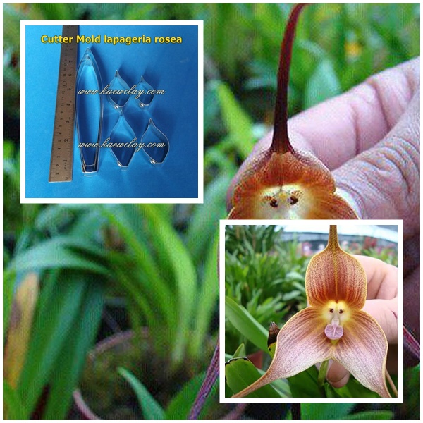 พิมพ์ตัดกล้วยไม้หน้าลิง(Cutter Mold monkey orchids)