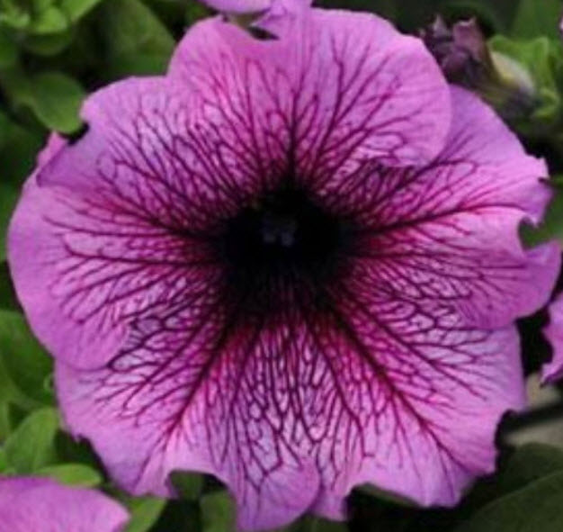 พิทูเนีย แดดดี้ เอฟวัน (Petunia Daddy F1) ดอกใหญ่สีม่วง / ซอง 10 เม็ด (Ukraine)*