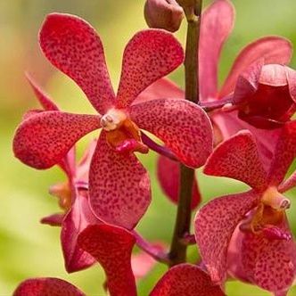 พิมพ์ตัดดอกกล้วยไม้มอคคาร่า(Aluminum mold cutter mokara orchids)