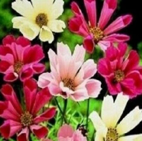 ดาวกระจาย ซีเชลล์ (Cosmos - Sea Shells) คละ / 100 เม็ด (UK)*