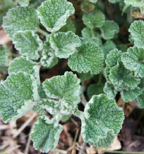 ฮอร์ฮาวด์ (Horehound) ขาว / 50 เม็ด (France)