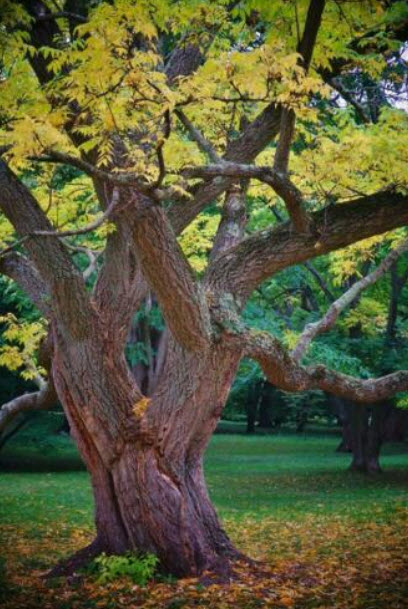 ชวนหวงป้อ (Amur Cork tree) / 10 เม็ด (France)