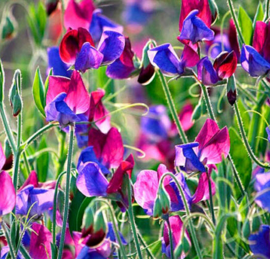 สวีท พี (Sweet Pea - Old Spice - Cupani) / 35 เม็ด (UK)*