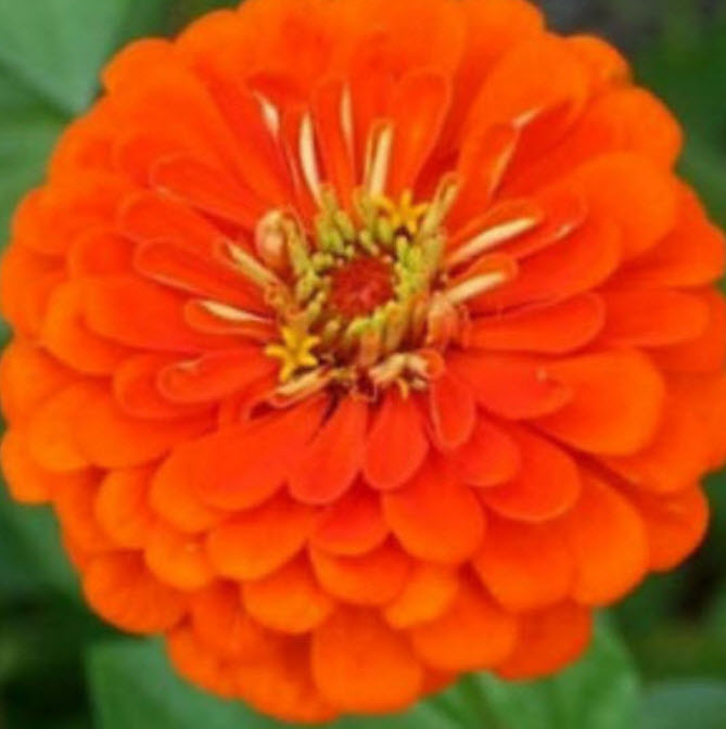 บานชื่น สีส้ม (Zinnia Queen Orange) ดอกซ้อน / 50 เม็ด (Ukraine)*