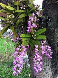 พิมพ์ตัดกล้วยไม้เอื้องกุหลาบแดง(Aluminum mold cutter Aerides crassifolia .)