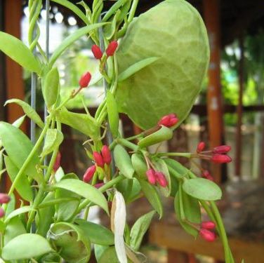 เรซินอัดลายเดปกระเป๋า(Veiners Asclepiadaceae )