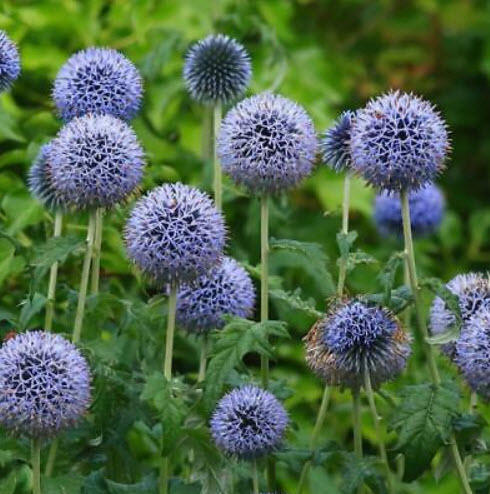 โกลบ ธิสเซิล (Globe Thistle) / 100 เม็ด (S'pore) *