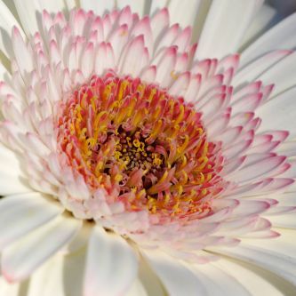 พิมพ์อลูมิเนียมกลีบดอกชั้นในดอกเยียบีร่า (Aluminum mold cutter pollen the petals in gerbera )