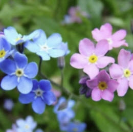 ฟอร์เก็ท มี น็อท (Forget Me Not) คละ / 1,000 เม็ด (UK) *
