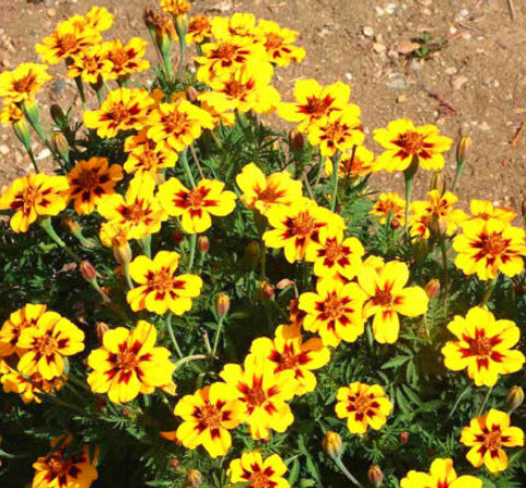 ดาวเรืองฝรั่งเศส (French Marigold-Dainty Marietta) / 400 เม็ด (UK)