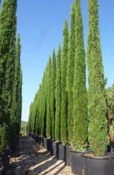 สนเมดิเตอเรเนียน ไซเปรส หรือสนดินสอ / 50 เม็ด (Portugal) *