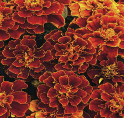 ดาวเรืองฝรั่งเศส (French Marigold - Spanish Brocade) / 15 เม็ด (UK)