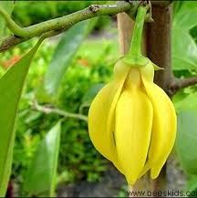 พิมพ์ตัดอลูมิเนียมดอก+ใบกระดังงา(Aluminum mold cutter Ylang-ylang )