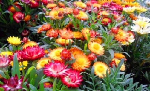 ดอกกระดาษ หรือสตรอ ฟลาวเวอร์ (Straw flower - Tom Thumb) ต้นเตี้ย คละ / 800 เม็ด (UK)*