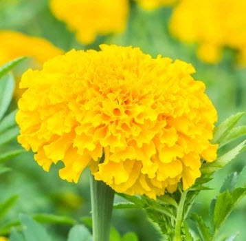 ดาวเรืองอัฟริกัน - แมรี่ เฮเลน (African Marigold - Marry Helen) เหลือง / 35 เม็ด (UK)