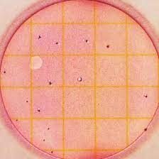 CC แผ่นเพลทอาหารเลี้ยงเชื้อสำเร็จรูป สำหรับทดสอบเชื้อโคลิฟอร์ม 3M™ Petrifilm™