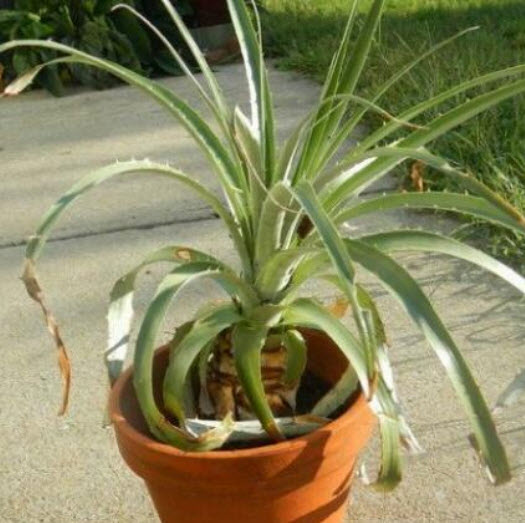 เยคสปาลา บรอมีเลียด (Yakespala Bromeliad) / 5 เม็ด (Portugal) หายาก