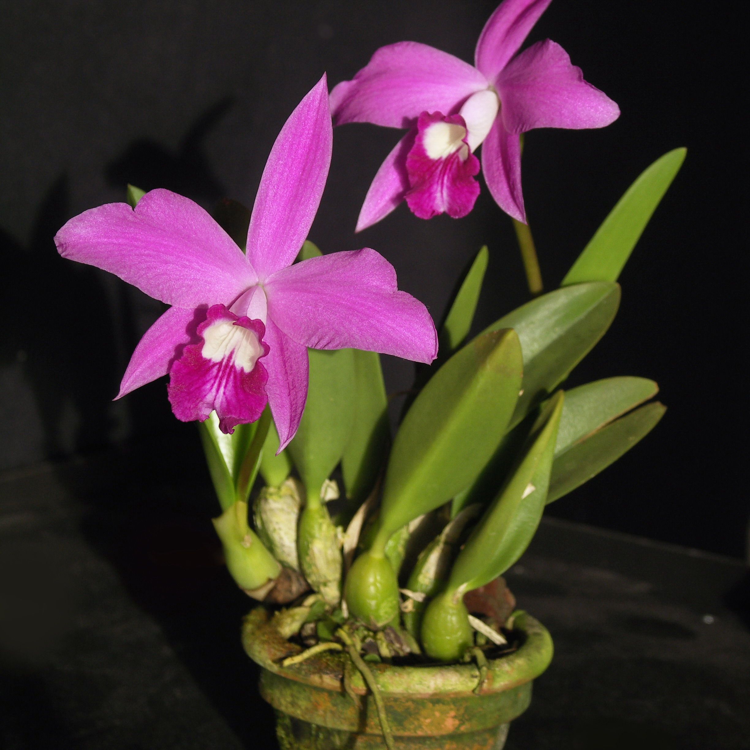 พิมพ์ตัดดอกกล้วยไม้แลเลีย(Aluminum mold cutter laelia anceps lindley)