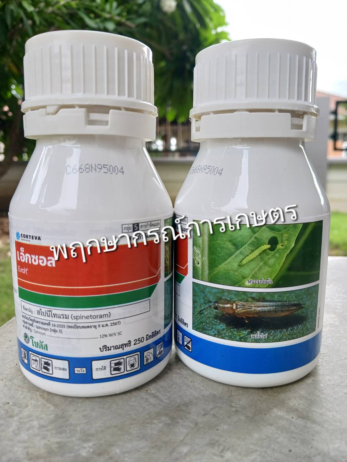 เอ็กซอล