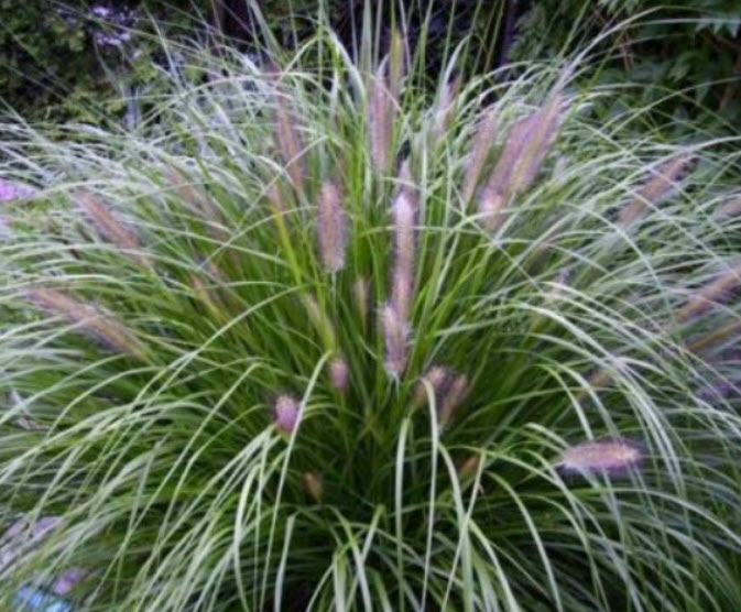 หญ้าน้ำพุจีน (Chinese Fountain Grass) / 100 เม็ด (France)*