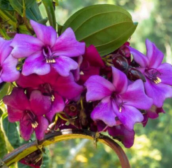 เมเรียเนีย โนบิลิส (Meriania Nobilis) / 10 เม็ด (Portugal)
