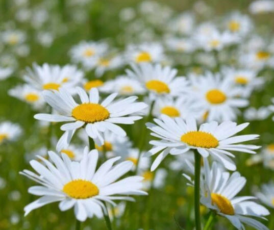อ็อคซ์อาย เดซี่ (Oxeye Daisy) / 2,000 เม็ด (UK)