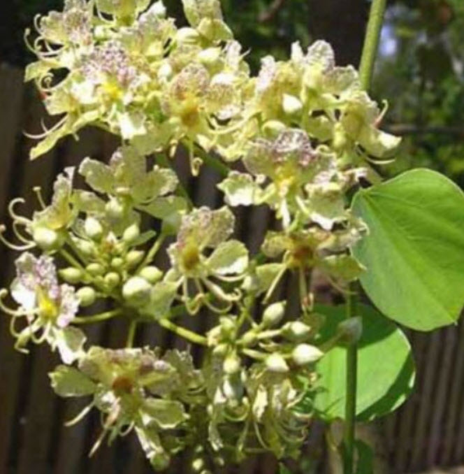 กล้วยไม้ต้น (Orchid Tree / Bauhinia Retusa) / 5 เม็ด (Italy)*