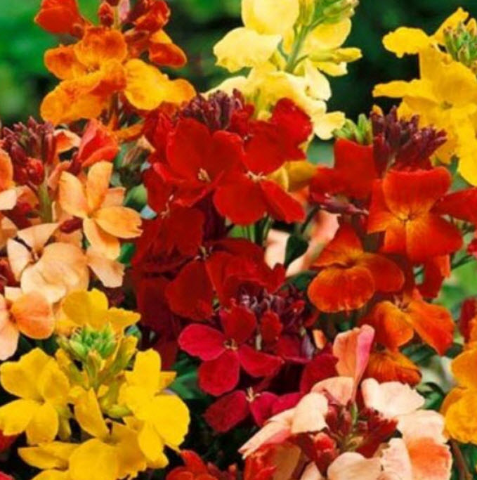 วอลล์ฟลาวเวอร์ (Wallflower - My Fair Lady) / 300 เม็ด (UK)*