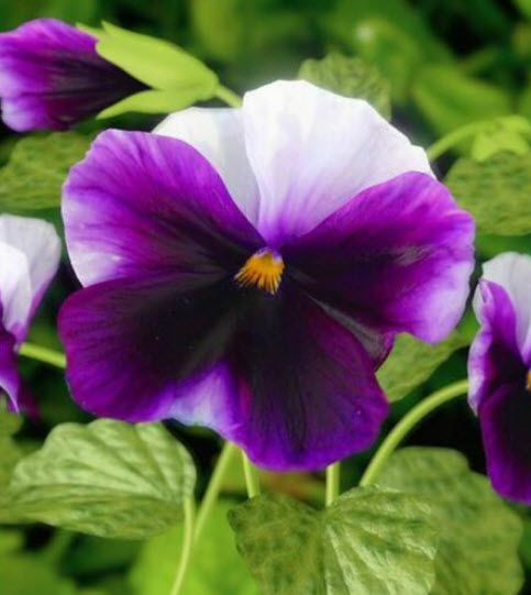 แพนซี่ บลู วิงก์ (Pansy Blue Wings) / ซอง 30 เม็ด (A288)