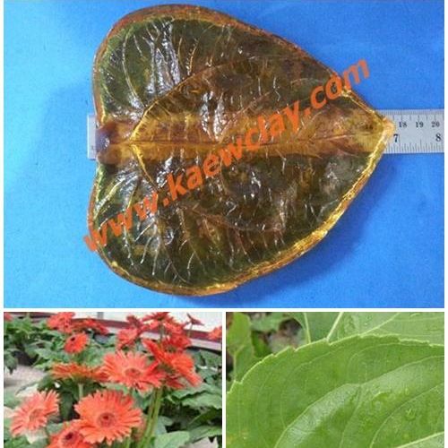 พิมพ์อัดลายใบเยียบีร่า+ทานตะวัน (Veiners Gerbera +sunflower leaves)
