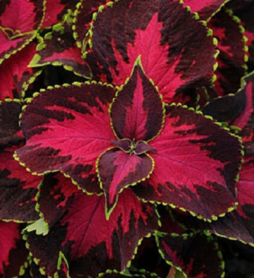 ฤาษีผสมแฟนซี (Coleus - blumei Rainbow) / 100 เม็ด (France)*