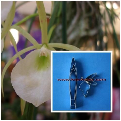 พิมพ์ตัดกล้วยไม้โนโดซ่า (Aluminum mold cutter Brassavola nodos orchids)