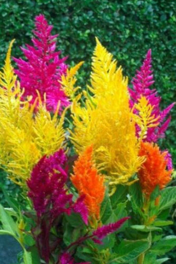 สร้อยไก่ (Celosia Pampas Plume) คละ / 500 เม็ด (UK)