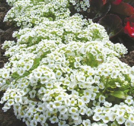 สวีท อลิสซั่ม หรือ อลิสซั่ม (Sweet Alyssum) / 600 เม็ด (France)