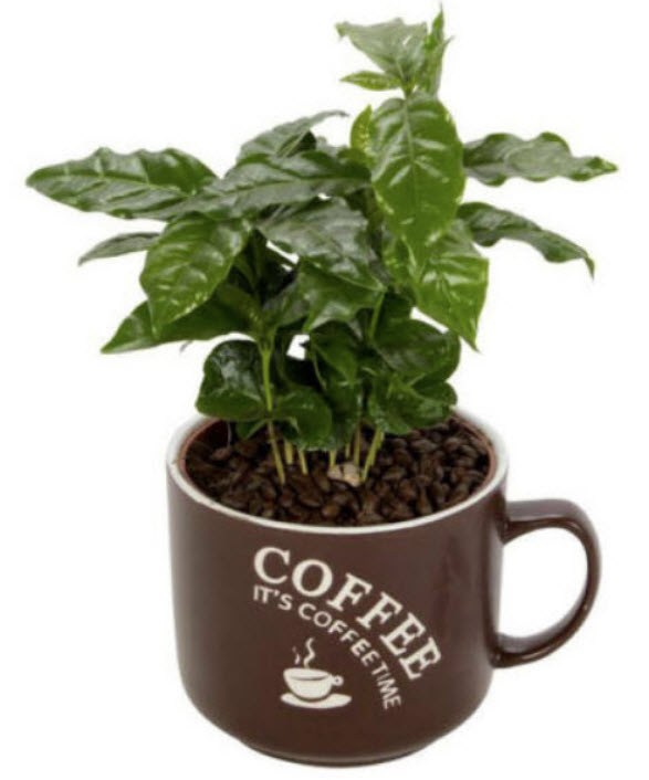 กาแฟ อาราบิก้า (Arabica coffee) / 10 เม็ด (UK)*