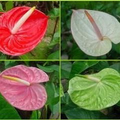 พิมพ์อลูมิเนียมตัดดอกหน้าวัว+ใบ(Aluminum mold cutter Flamingo Flower)