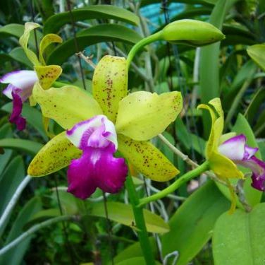 พิมพ์ตัดกล้วยไม้เนตรศิริดอล(Aluminum mold cutter orchids)