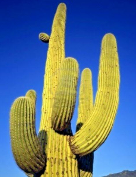 ซากัวโร หรือแคคตัสยักษ์ (Saguaro) / 10 เม็ด (USA)
