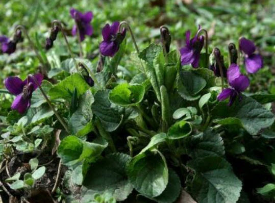 ไวโอลา สวีท ไวโอเล็ต (Viola Odorata Sweet Violet) / 10 เม็ด (Portugal)