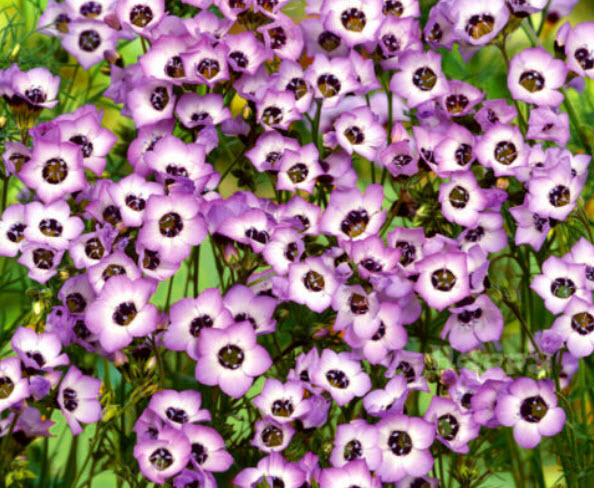 Bird's Eyes หรือ Gilia tricolor / 1,100 เม็ด (UK)