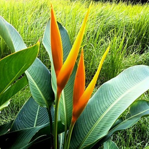 พิมพ์อลูมิเนียมตัดดอก+ใบก้ามกุ้ง(ธรรมรักษา)(Aluminum mold cutter Heliconia + leaves )