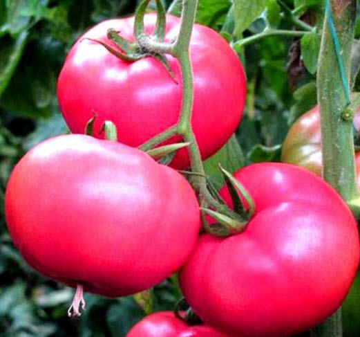 มะเขือเทศราสเบอรี่ (Raspberry tomato) / 150 เม็ด (UK)