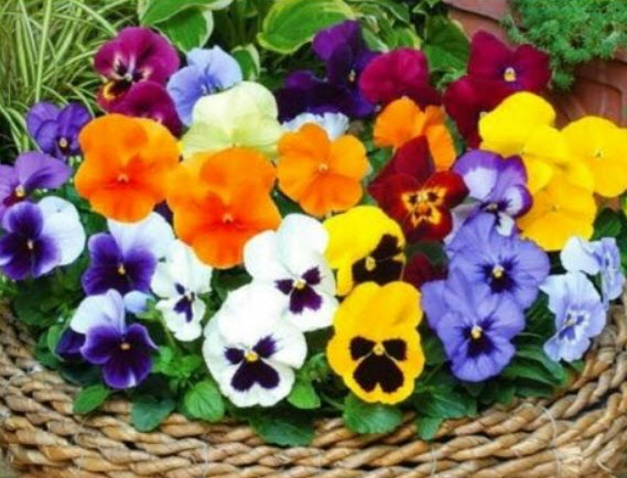 แพนซี คละไวโอลา (Pansy & Viola) / 1,600 เม็ด (UK)